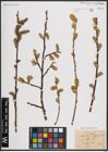 Foto von Salix caprea L.